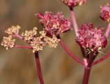 Ostericum tenuifolium