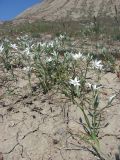 Ornithogalum navaschinii