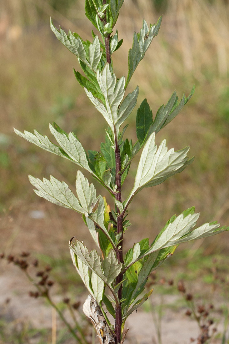 Изображение особи Artemisia vulgaris.