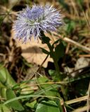 Globularia trichosantha