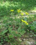 Ranunculus oxyspermus