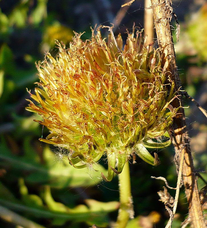 Изображение особи род Taraxacum.