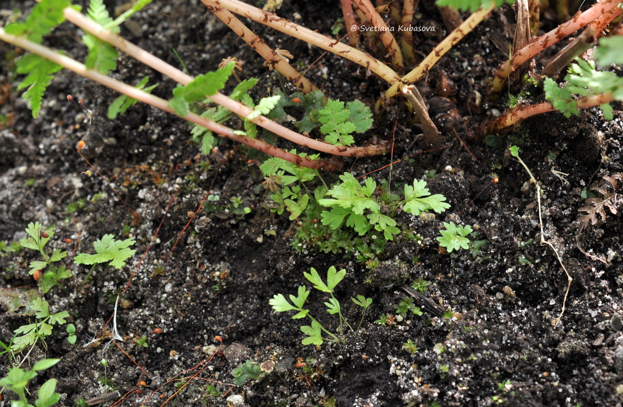 Изображение особи Athyrium filix-femina.