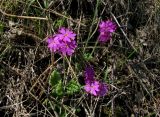 Primula cortusoides