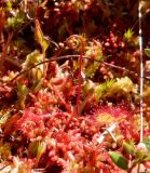 Drosera rotundifolia