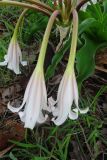 Crinum macowanii