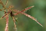 Cyperus rotundus. Часть общего соцветия. Узбекистан, г. Ташкент, пос. Улугбек, санитарно-защитная зона, берег р. Кумарык. 23.07.2016.