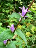 Campanula glomerata