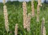 Phleum pratense