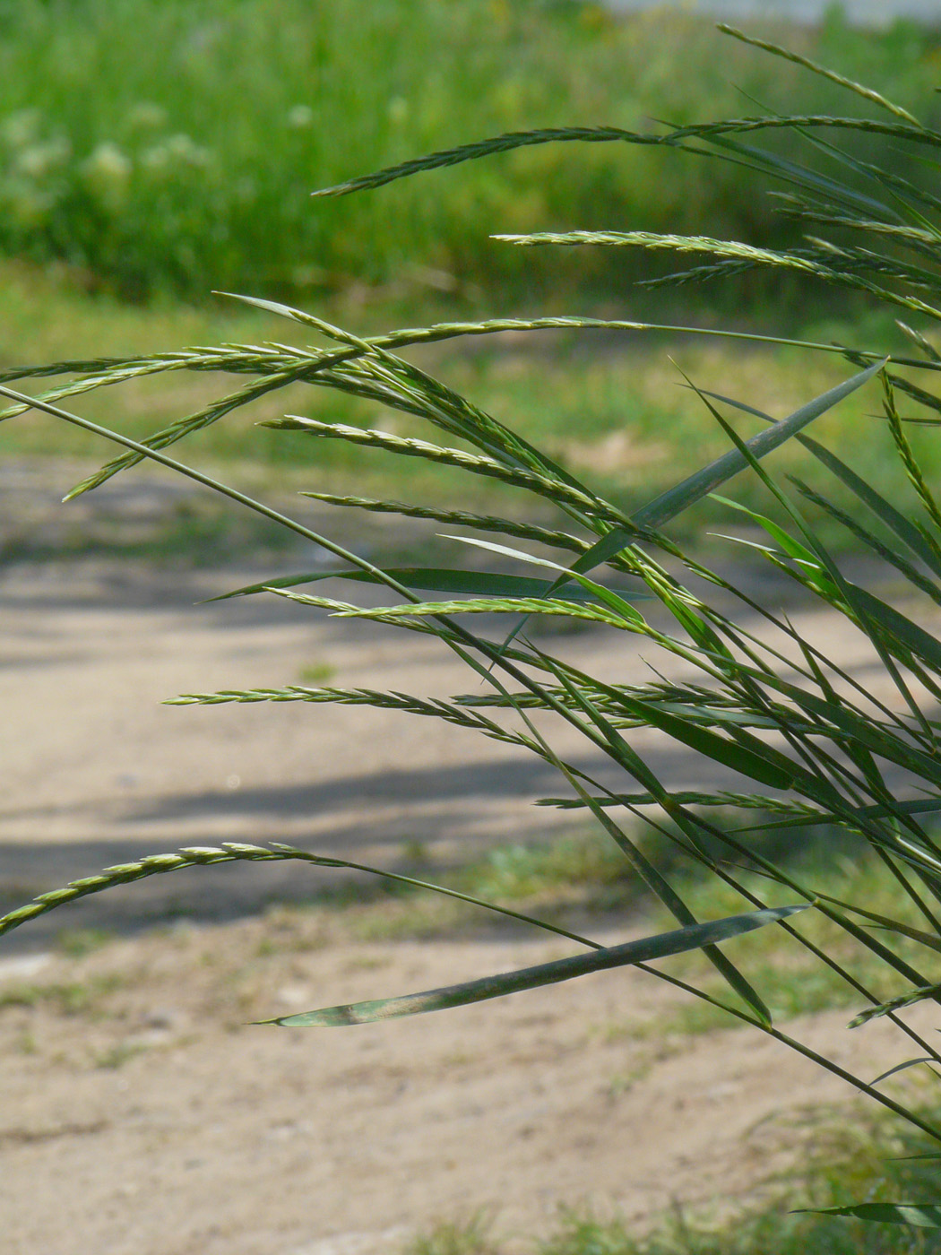 Изображение особи Elytrigia repens.