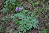 Geranium tuberosum. Цветущее растение. Калмыкия, Приютненский р-н, берег оз. Маныч-Гудило, степь. 19.04.2021.