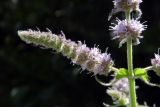 Mentha longifolia. Часть соцветия. Республика Адыгея, Майкопский р-н, ок. 4,5 км к северу от с. Хамышки, Гранитный каньон р. Белая, устье руч. Сашкова, под мостом на валунах берегоукрепления. 31.07.2022.