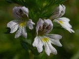 Euphrasia rostkoviana