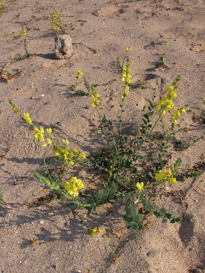 Изображение особи Linaria sabulosa.