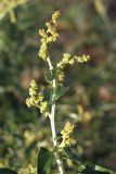 Atriplex aucheri