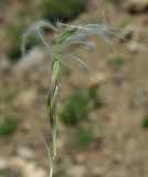 род Stipa. Прошлогодние плоды. Казахстан, Алматинская обл., Енбекшиказахский р-н, предгорья Согети. 10.05.2011.