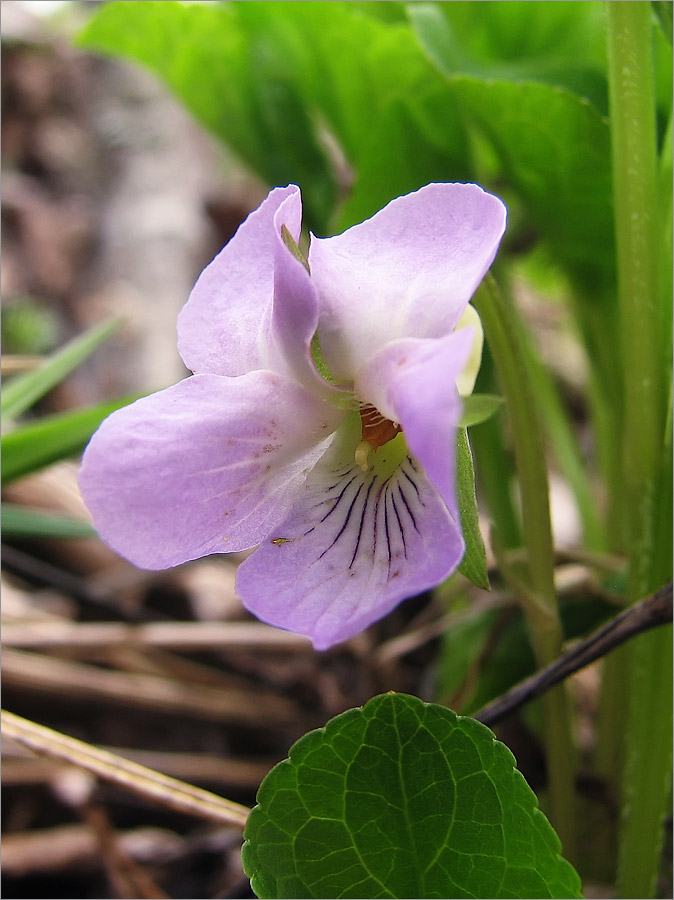 Изображение особи Viola mirabilis.