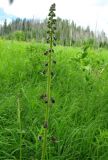 Aconitum czerepninii. Соцветие. Красноярский край, Ермаковский р-н, парк \"Ергаки\", верховья р. Большой Кебеж, кедрово-пихтовое субальпийское редколесье. 14.07.2010.