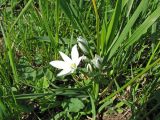 Ornithogalum kochii. Цветущее растение на степном склоне. Украина, Донецкая обл., Новоазовский р-н, балка Харцызская. 28.04.2007.