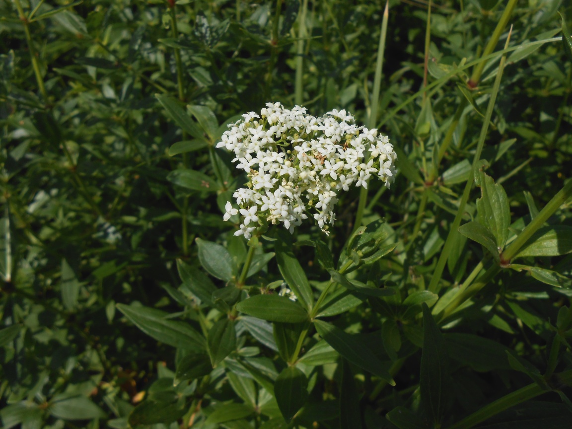 Изображение особи Galium rubioides.