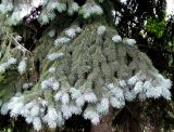 Picea pungens форма glauca. Ветвь. Москва, территория Кремля, Тайницкий сад. 15.06.2012.