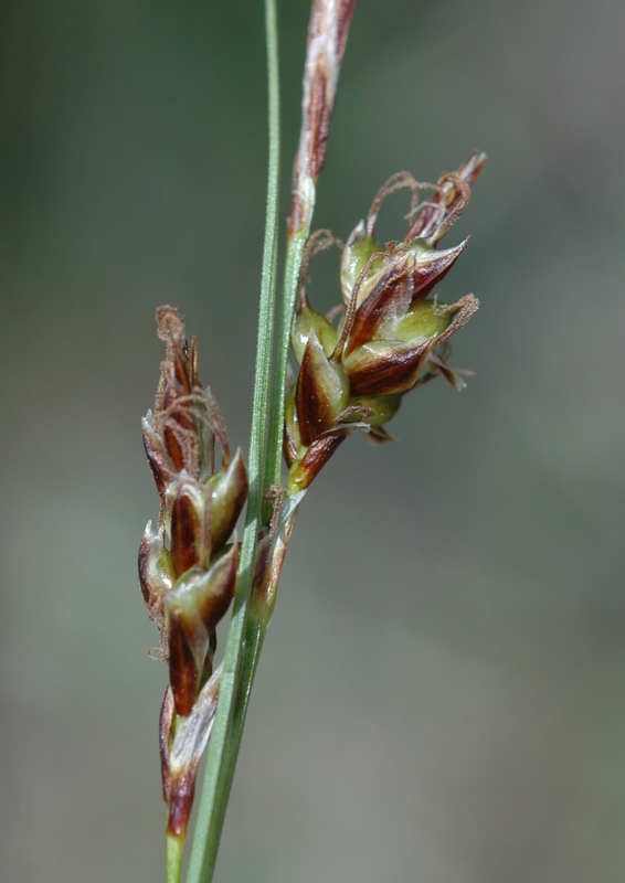 Изображение особи Carex turkestanica.