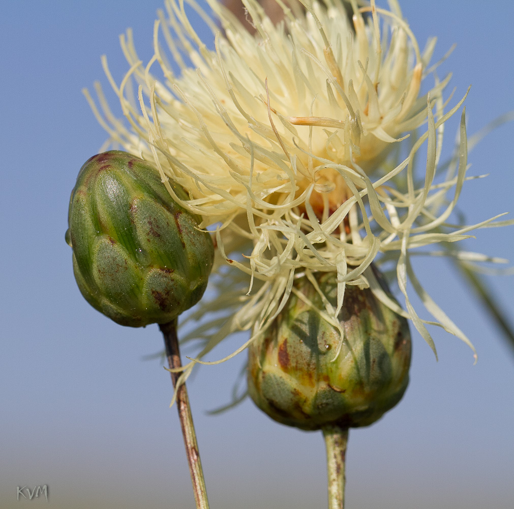 Изображение особи Rhaponticoides ruthenica.