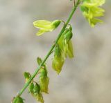 Melilotus officinalis. Часть соцветия. Краснодарский край, Кущёвский р-н, станица Шкуринская, пустырь. 22.05.2009.