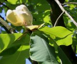 Magnolia hypoleuca