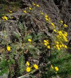 Potentilla elegantissima. Цветущее растение. Респ. Хакасия, Бейский р-н, долина р. Уй, южный горный склон. 04.06.2012.