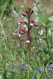 Himantoglossum comperianum