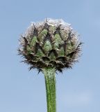 Centaurea scabiosa