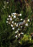 Cardamine pratensis подвид angustifolia. Цветущее растение. Кольский полуостров, побережье Восточного Мурмана, Дальние Зеленцы, берег оз. Промерное. 22.07.2009.