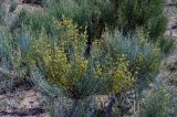 Ephedra intermedia