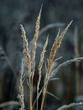 Calamagrostis epigeios