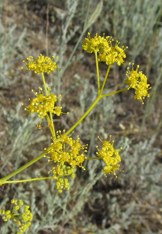 Изображение особи Ferula caspica.