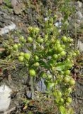 Veronica anagallis-aquatica