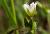 Cerastium holosteoides. Цветок. Новгородская обл., Боровичский р-н, к с.-з. от г. Боровичи, вырубка. 31.05.2015.