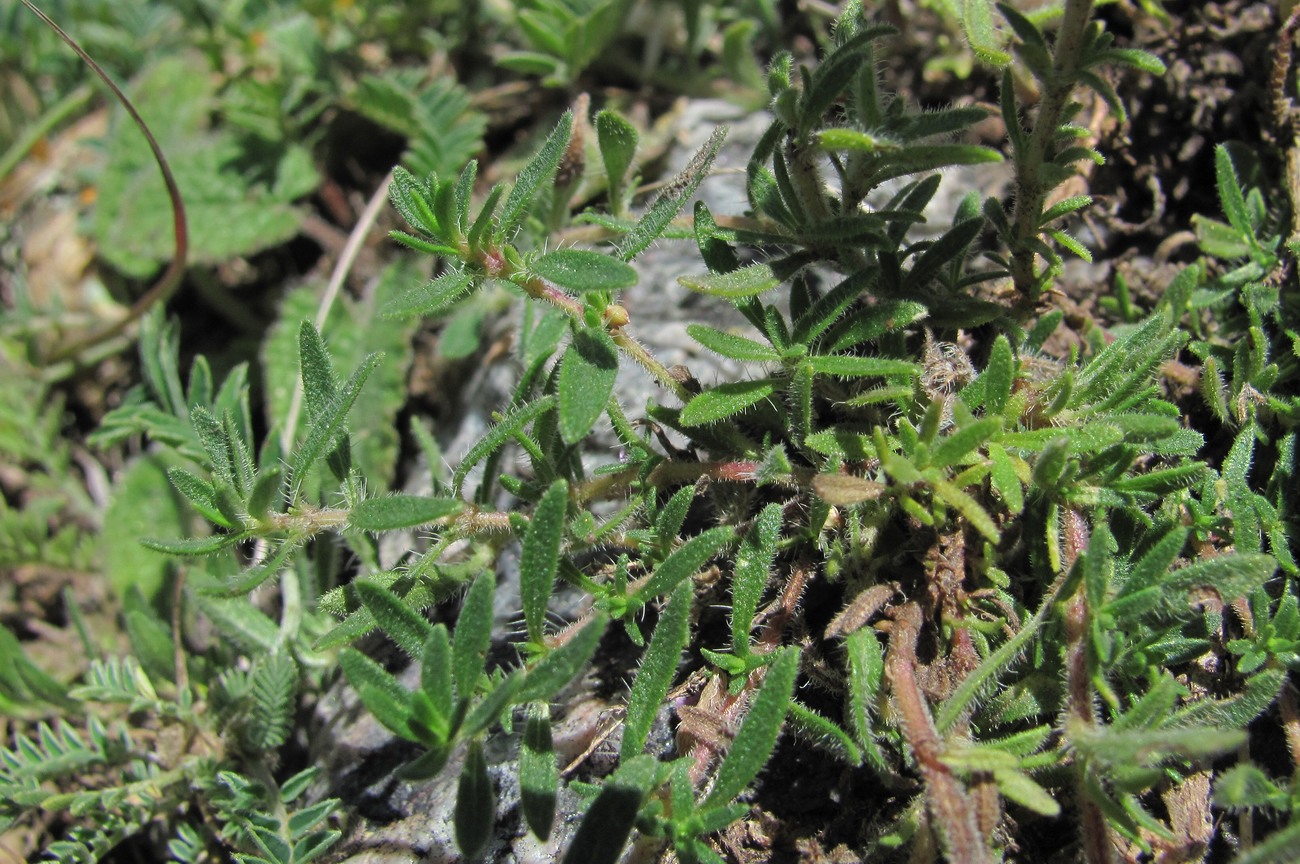 Изображение особи Thymus elisabethae.