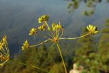 Peucedanum longifolium