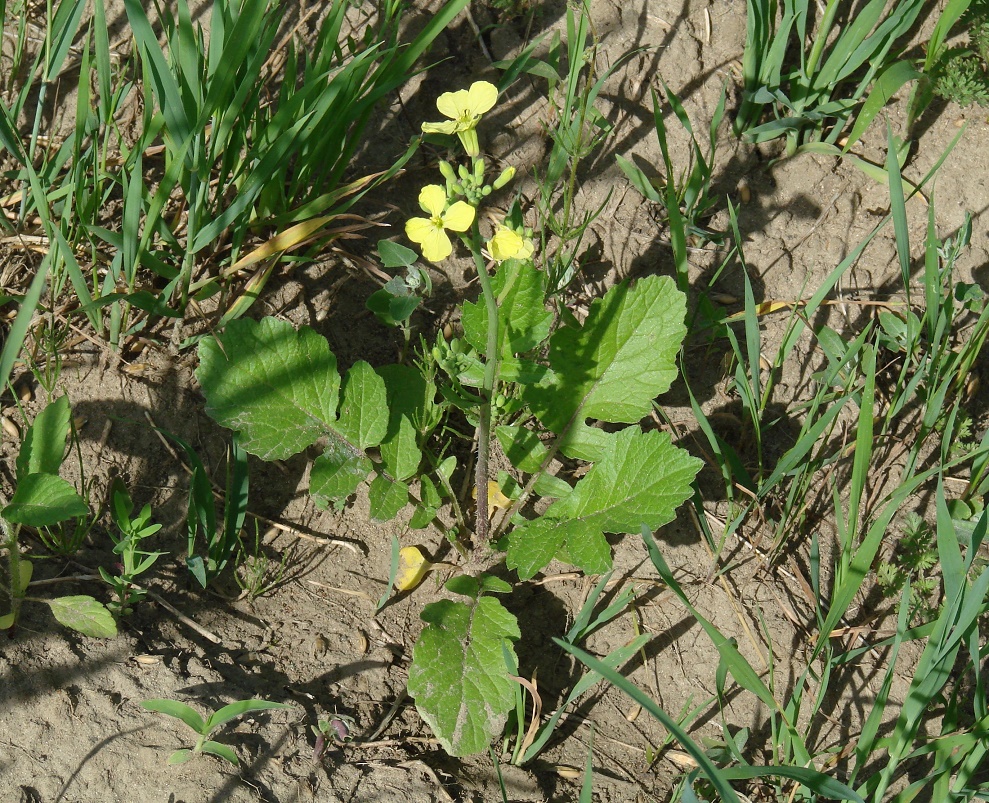 Изображение особи Raphanus raphanistrum.