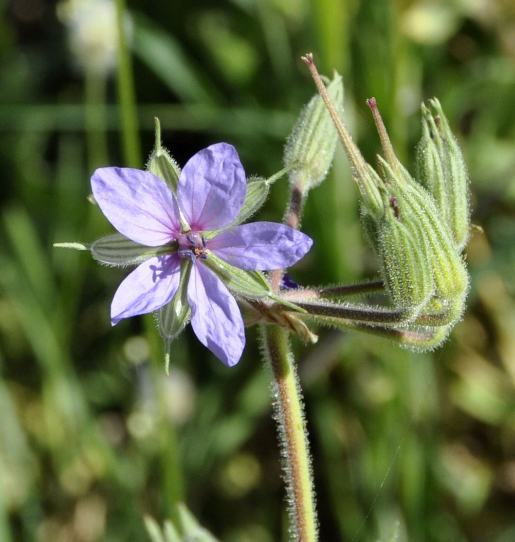 Изображение особи Erodium ciconium.