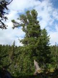 Pinus sibirica. Взрослое дерево. Западный Саян, Ергаки. Август 2007 г.