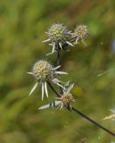 Eryngium planum