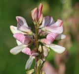 Onobrychis sibirica. Верхушка соцветия (светлоокрашенная форма). Пермский край, Кунгурский р-н, окр. с. Филипповка, северная часть Кунгурской лесостепи, гора Ледяная, южный склон. 16.07.2017.