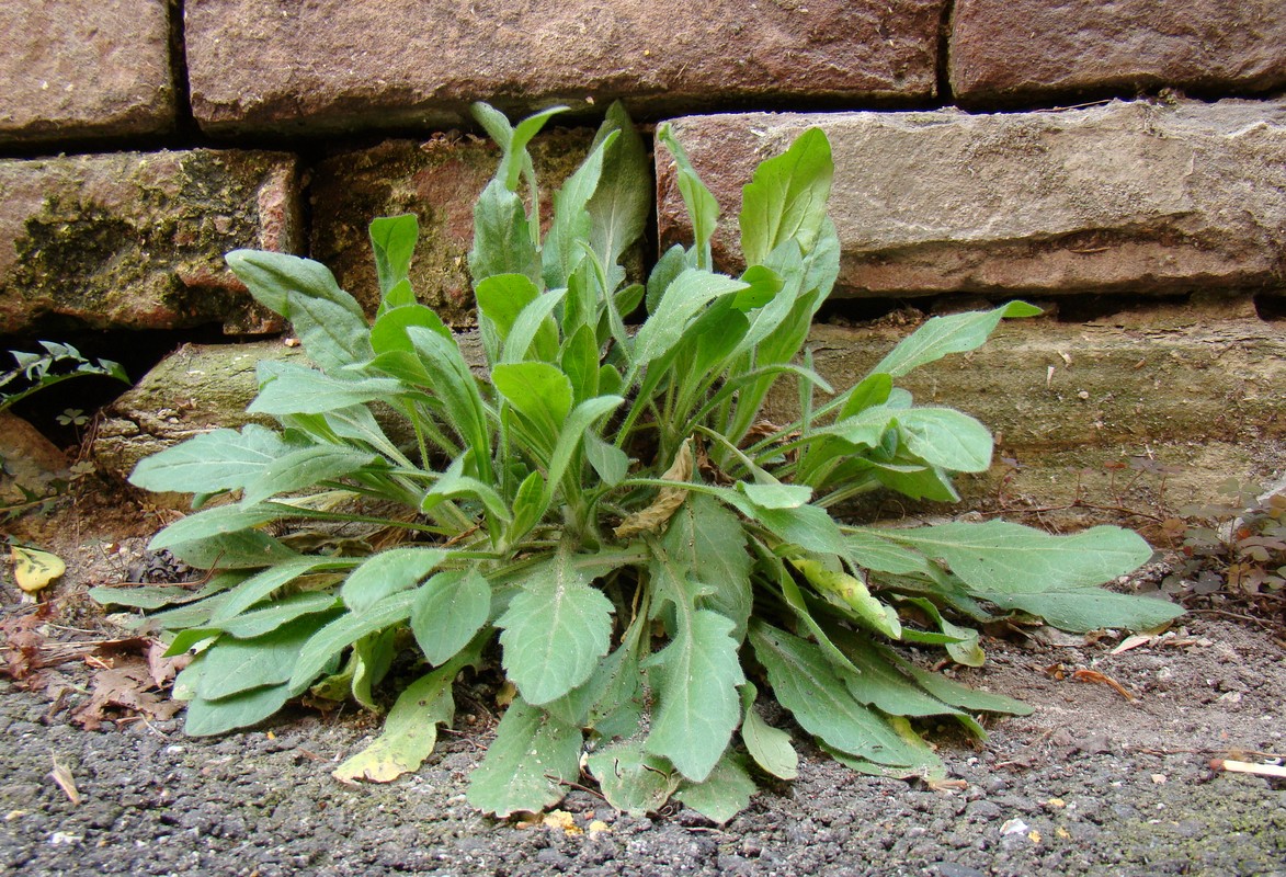 Изображение особи Erigeron annuus.