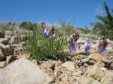 Astragalus nematodes