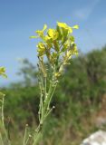 Erysimum collinum