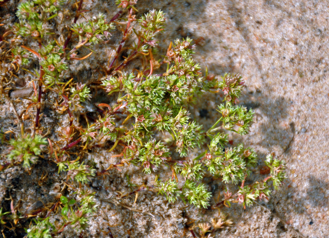 Изображение особи Scleranthus annuus.