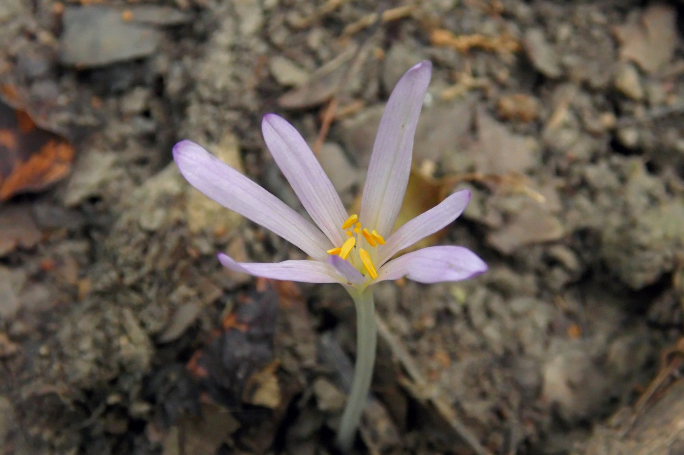 Изображение особи Colchicum umbrosum.